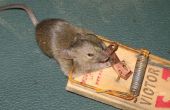 Comment intercepter une souris
