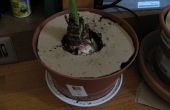 Comment faire un chat déflecteur pour plantes d’intérieur