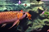 How to make better Freshwater Aquarium photos