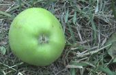 Récolte de pommes biologiques