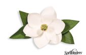 Fleur de Magnolia de papier