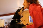 Comment rendre votre chien sauter et embrasser votre visage