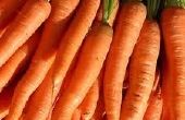Comment cultiver des carottes à l’intérieur