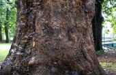 Comment Camouflage un visage sur noueux, TREE Bark dans Photoshop