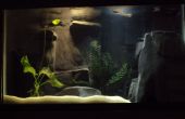 Aquarium de rivière avec arrière-plan 3D béton personnalisé